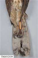 鳳頭蒼鷹藏品圖，第9張